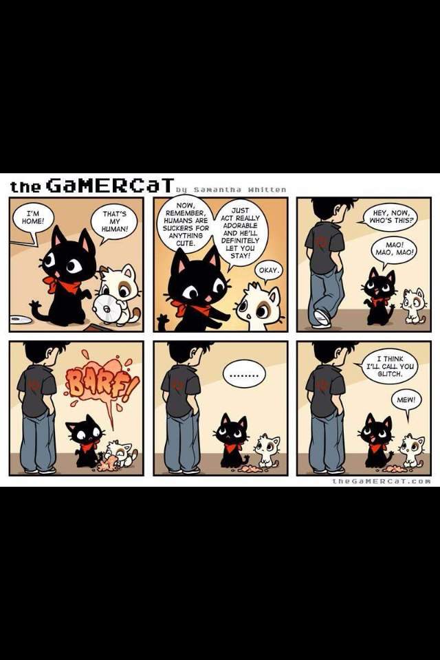 GaMERCaT | Wiki | Video Games Amino