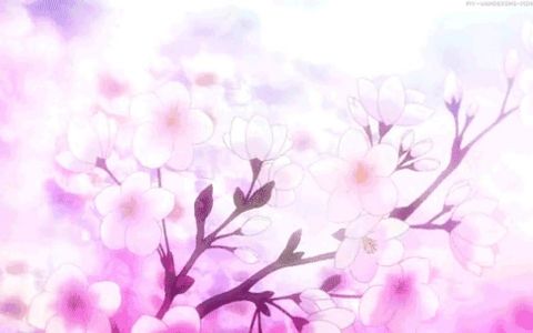 Cherry Blossoms | Anime Amino